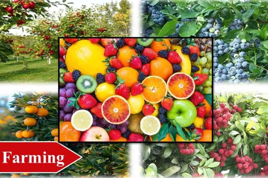 Top 15 Most Profitable Farming in India [2024]