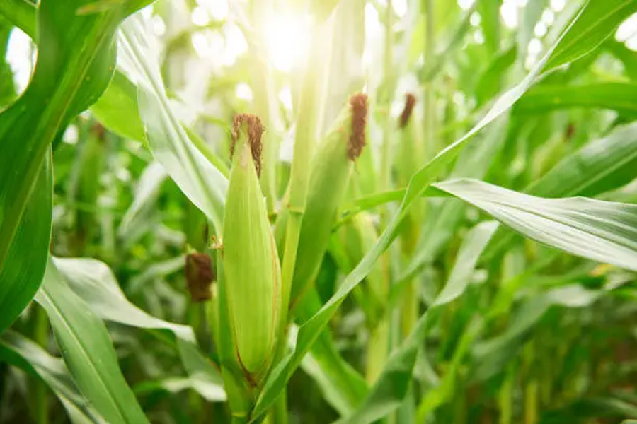 Revolutionize Farming with Hybrid Maize Seeds