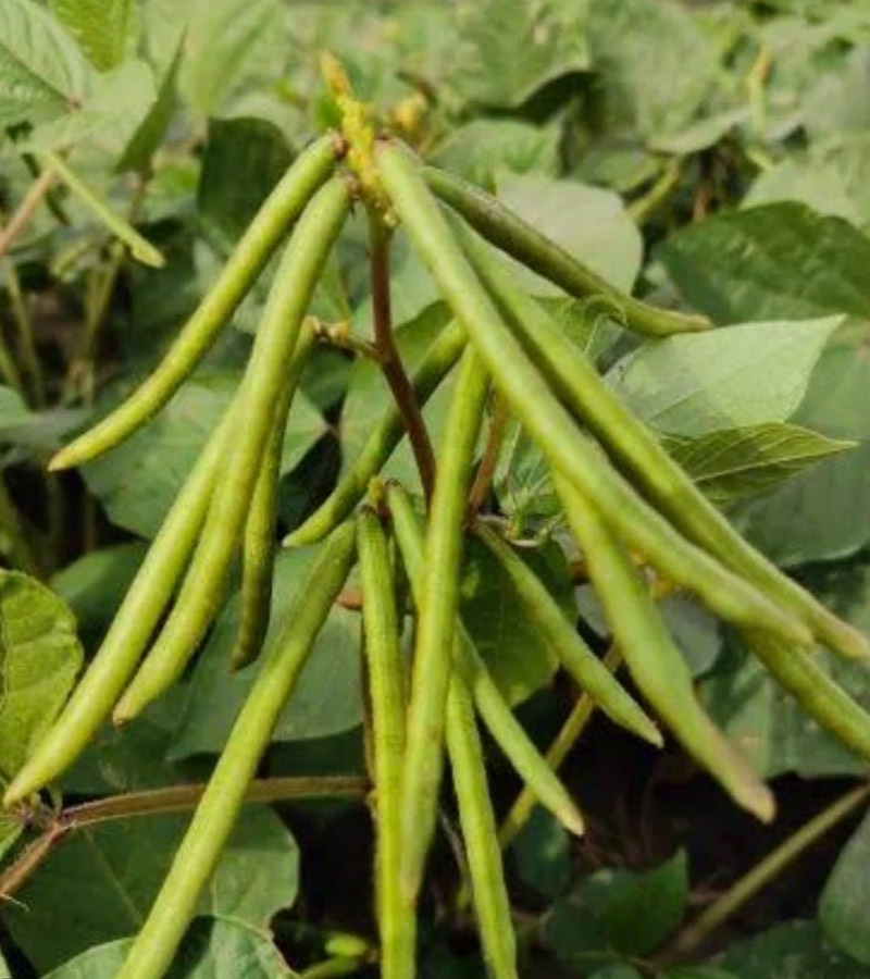 Moong (Varieties)