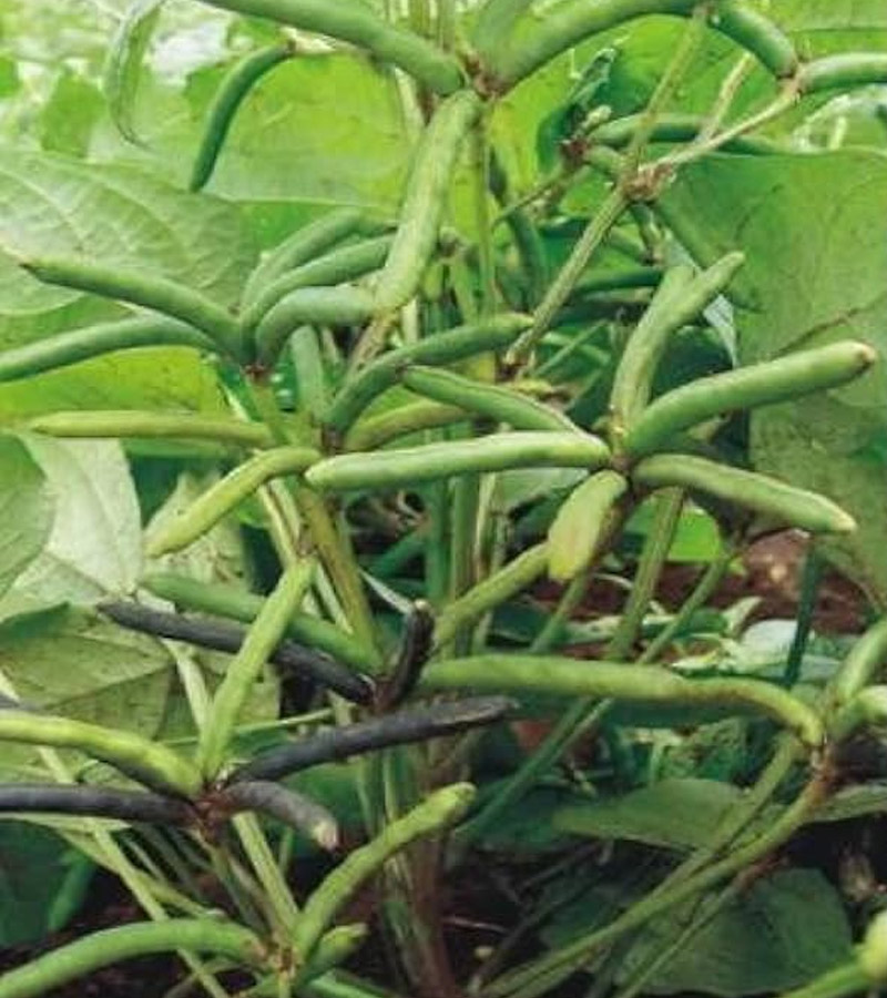 Urad (Varieties)