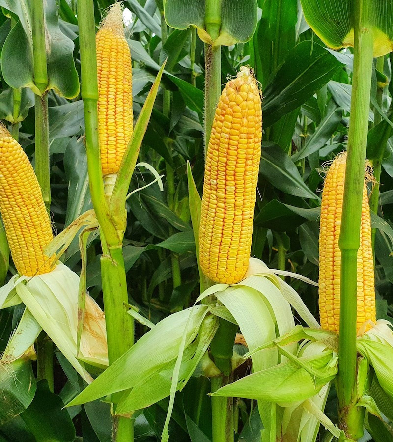 Maize Hybrid
