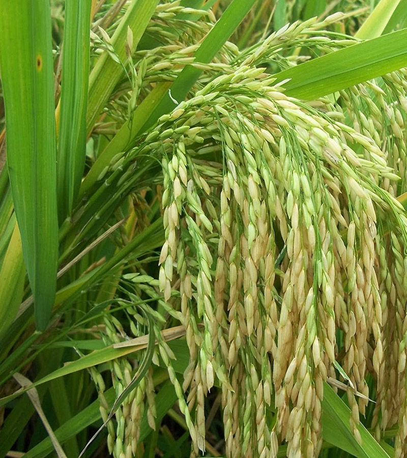 Paddy Hybrid