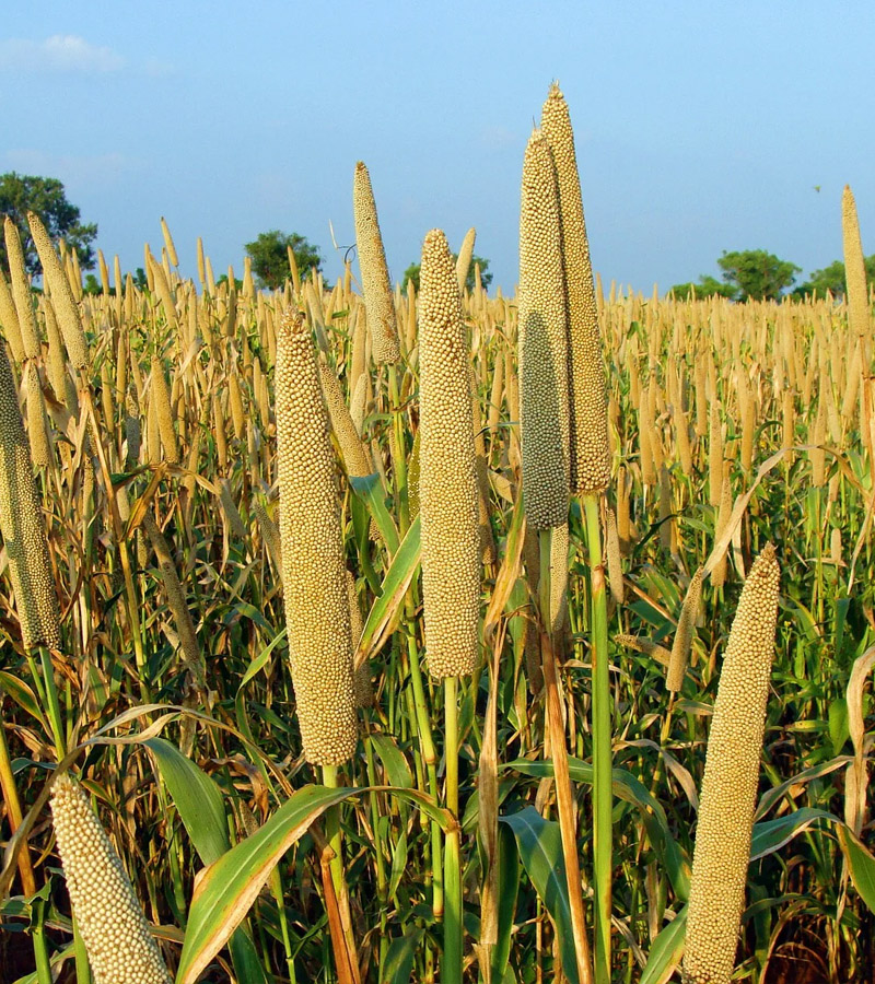 Millets