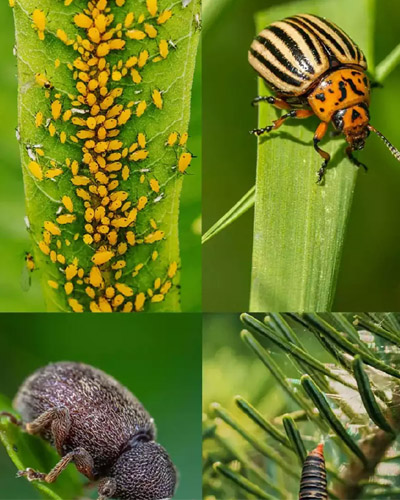 List of bugs and insects harmful to the agriculture