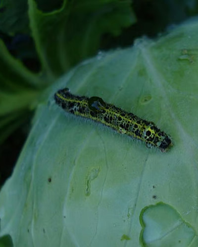 Impact of Climate Change on Crop Pests and Diseases