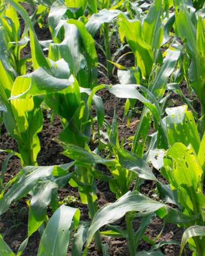 Farming Solutions to Protect Your Crops This Season